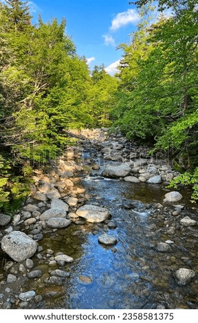 A stream in the forest. Creek in forest. Forest stream. Forest river view