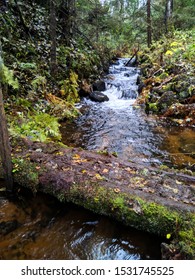 stream in the forest and a log bridge over it