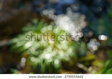 A stream in the forest reflecting light