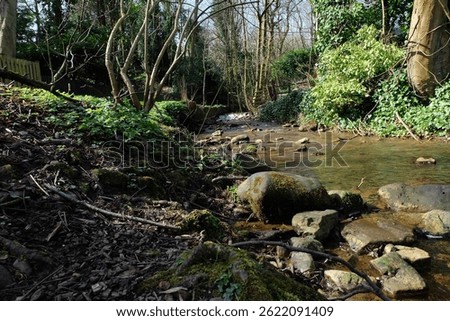 a stream in a forest with rocks and trees