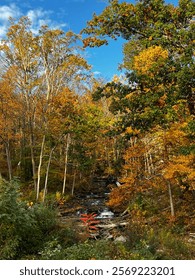 Stream in the Forrest in Fall