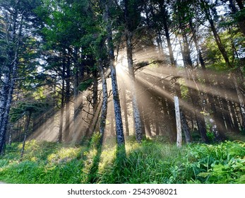 Stream of Glorious Light Through Trees Crepuscular Rays