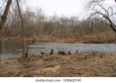 Stream going through a forest