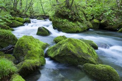 Stream In Green Forest