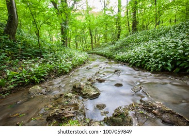 stream in green forest 
