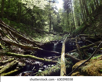 stream in the green forest