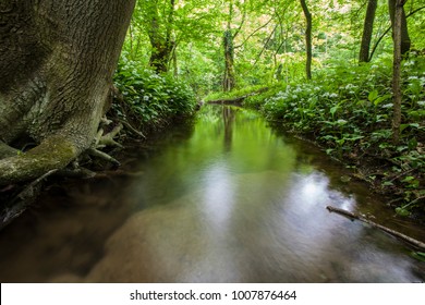 stream in green spring forest 