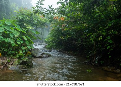 Stream and mist in the forest
