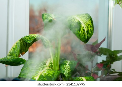 Stream Of Moist Air Directed At The Diffenbachia Houseplant. The Concept Of Humidifying The Air For Flowers, Caring For Domestic Plants.