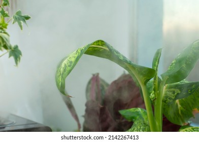 Stream Of Moist Air Directed At Indoor Plants. The Concept Of Humidifying The Air For Flowers, Caring For Domestic Plants.