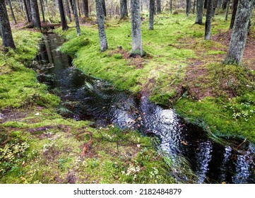 A stream in a mossy forest. Nothern mossy forest in Russia. Beautiful mossy forest stream flow. Mossy forest cold creek