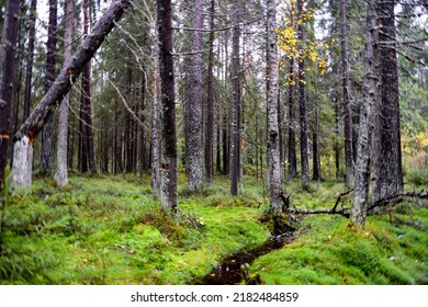 A stream in a mossy forest. Nothern mossy forest scene. Green moss in mossy forest. Mossy forest trees background