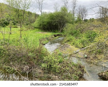 Stream Near The Allegheny Reservoir