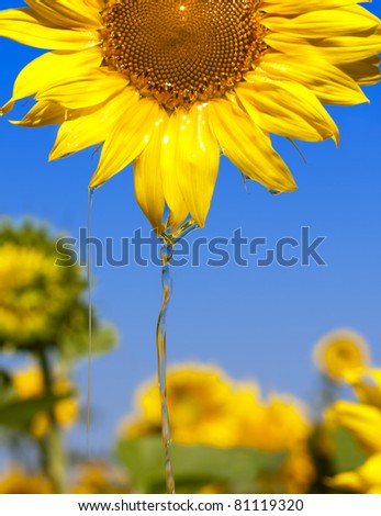 Similar – Image, Stock Photo 555 hours of sunshine