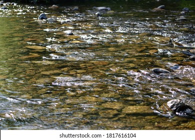 A Stream Outside Of Rexburg, Idaho