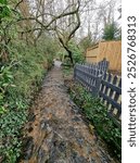 A stream with overhanging tree