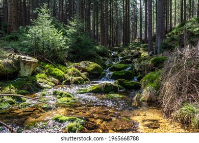 Stream in the pine forest on Black Forest mountain - Powered by Shutterstock