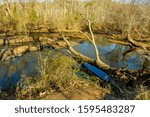 A stream with rocks forms a wetland habitat.