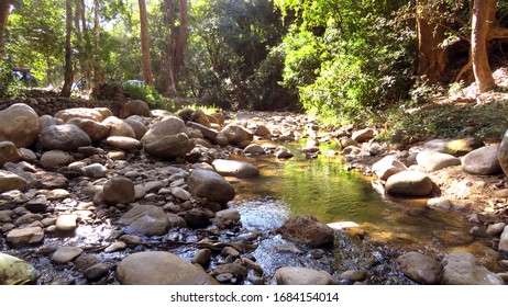Stream running in the forest           