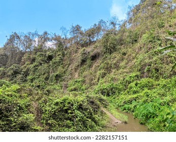 A stream running through a forest