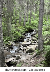A stream running through a forest. 