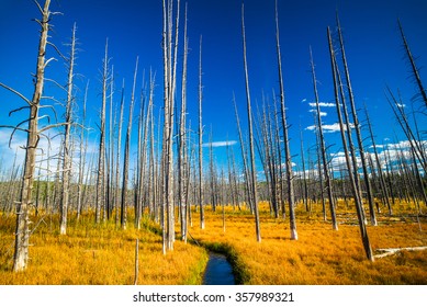 A stream running through a forest of dead trees and golden grass.  Yellowstone National Park, Jackson Hole, Wyoming, USA.