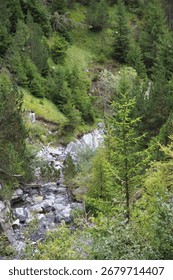 A stream running through a forest filled with trees