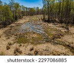 Stream running through a forest with floodplain, grasses, fallen trees and blue sky in Maryland