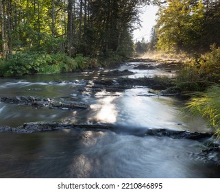 Stream Running Through A Thick Maine Forest