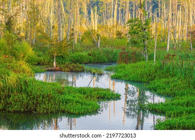 A Stream Runs Through a Wetland Habitat. There are Many Dead Trees in the Background.