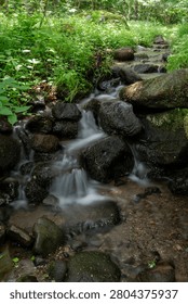 A stream and a small waterfall flowing through a virgin forest