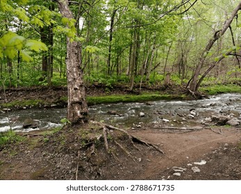 Stream in the spring forest. Spring landscape. Springtime. Springtime.