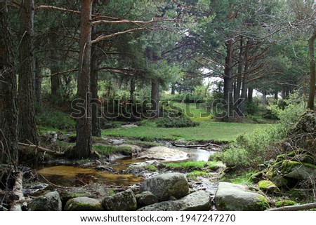 Stream surrounded by trees and green meadows 