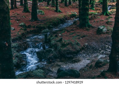 Stream through forest
