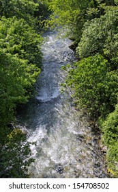 Stream through the forest