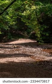 stream through forest in park