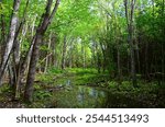 A stream at Trent University Nature Area