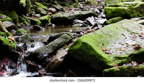 Stream At Tyler State Park