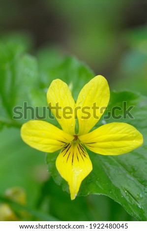 Stream Violet (Viola glabella), Cowichan Valley, Vancouver Island, British Columbia, Canada