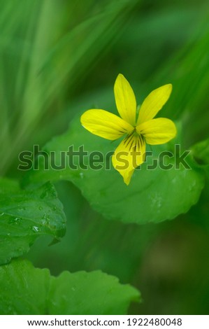 Stream Violet (Viola glabella), Cowichan Valley, Vancouver Island, British Columbia, Canada
