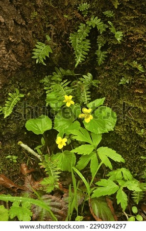 Stream violets (Viola glabella) and licorice fern (Polypodium glycyrrhiza) growing out of tree roots in a forest. 