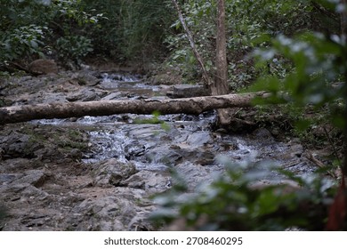 A stream of water flows through a forest with a large log in the middle. The water is clear and the log is partially submerged. The scene is peaceful and serene, with the sound of the water