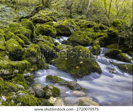 stream of water flows through a mossy forest, waterfall in the autumn forest, cascade, stones, long exposure, water is clear and calm, and the moss on the rocks adds a sense of tranquility the scene