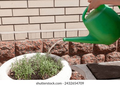 A stream of water pours out of a narrow spout of a plastic watering can over a round stone flowerpot. A sapling grows inside. Behind a brick wall



