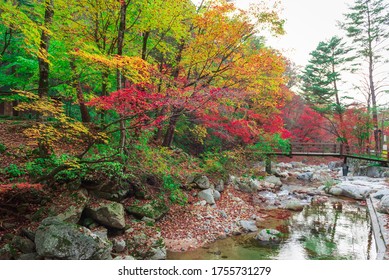 Stream waterfall and Wooden bridge with trees red leaves, rocks and stones in autumn forest at Bangtaesan Mountain,Inje Gangwondo,South Korea.