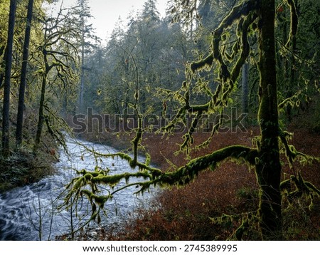 Stream winds beyond a moss-covered tree Oregon