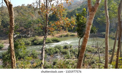streaming and trees
