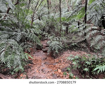 Streamlet and pathway withe green trees at Taipei Grand Trail