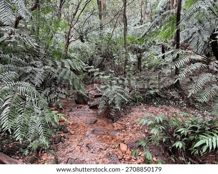 Streamlet and pathway withe green trees at Taipei Grand Trail