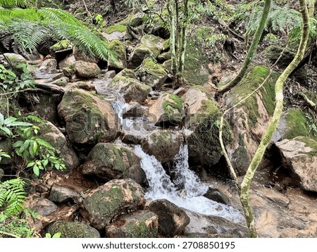 Streamlet and pathway withe green trees at Taipei Grand Trail